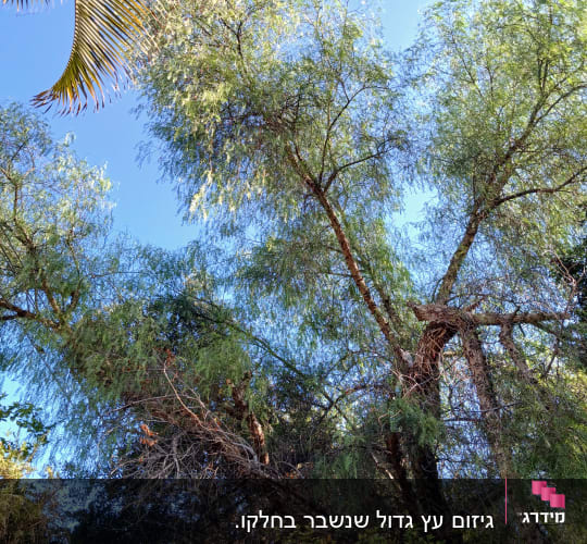 עץ גבוה עם ענפים ועלים ירוקים בשמיים כחולים